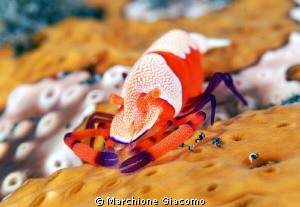 Imperator
Lembeh strait
Nikon D200. 105 micro nikon, tw... by Marchione Giacomo 